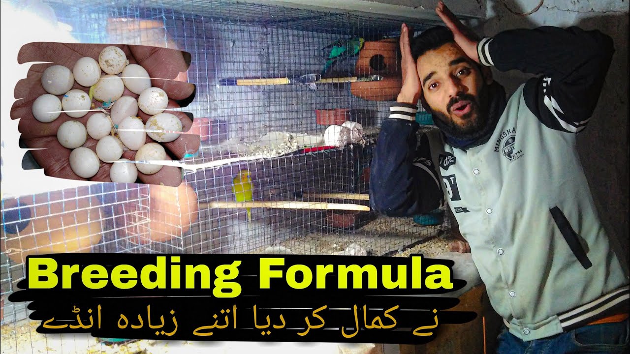 Australian Parrots Breeding Progress | Budgies Formula for Parrots
