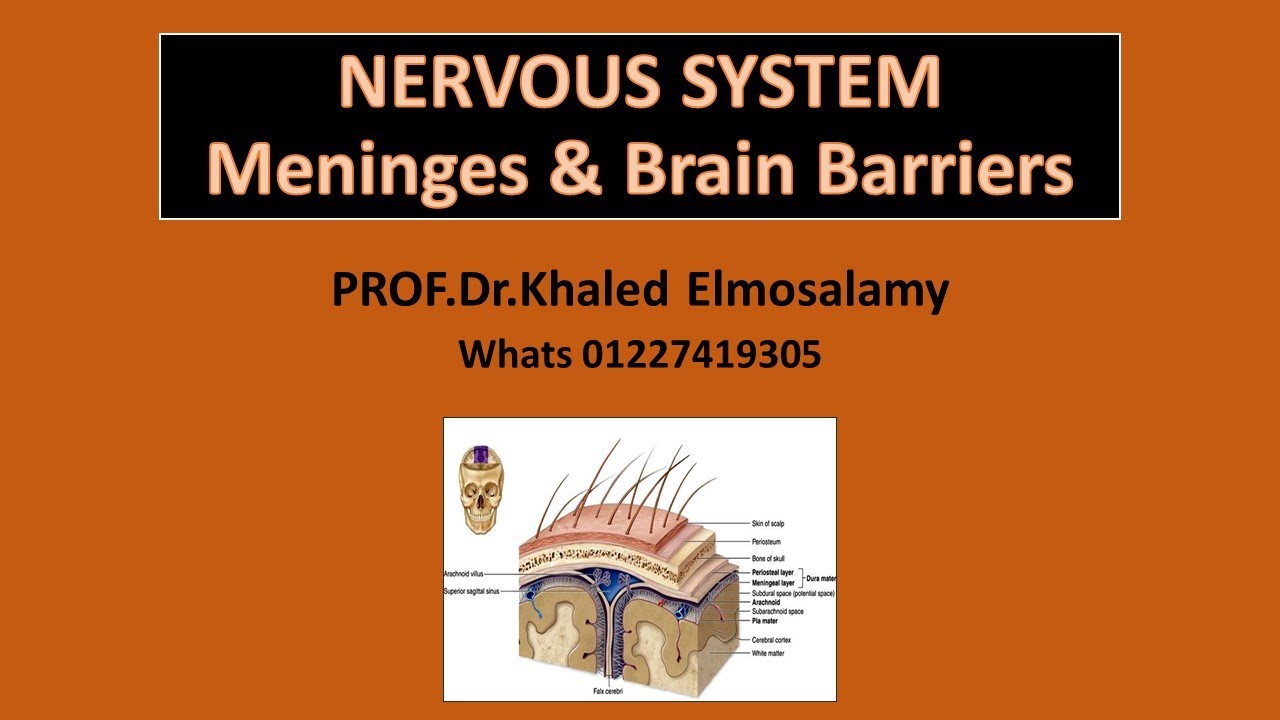 Meninges & Brain barriers- Histology of nervous system