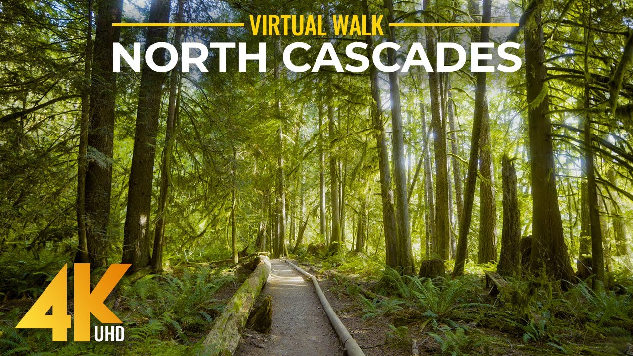 Relaxing Forest Walk 4K - Autumn Hike on Horseshoe Bend Trail, North Cascades, Mount Baker Area
