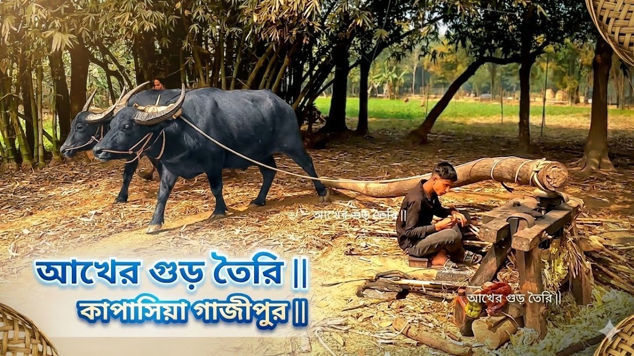 হারিয়ে যাওয়া গ্রামীণ পদ্ধতি || মহিষ দিয়ে আখ ভেঙে গুড় তৈরি || কাপাসিয়া, গাজীপুর ||
