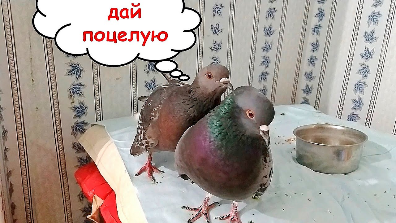 Ловелас Баря нарасхват