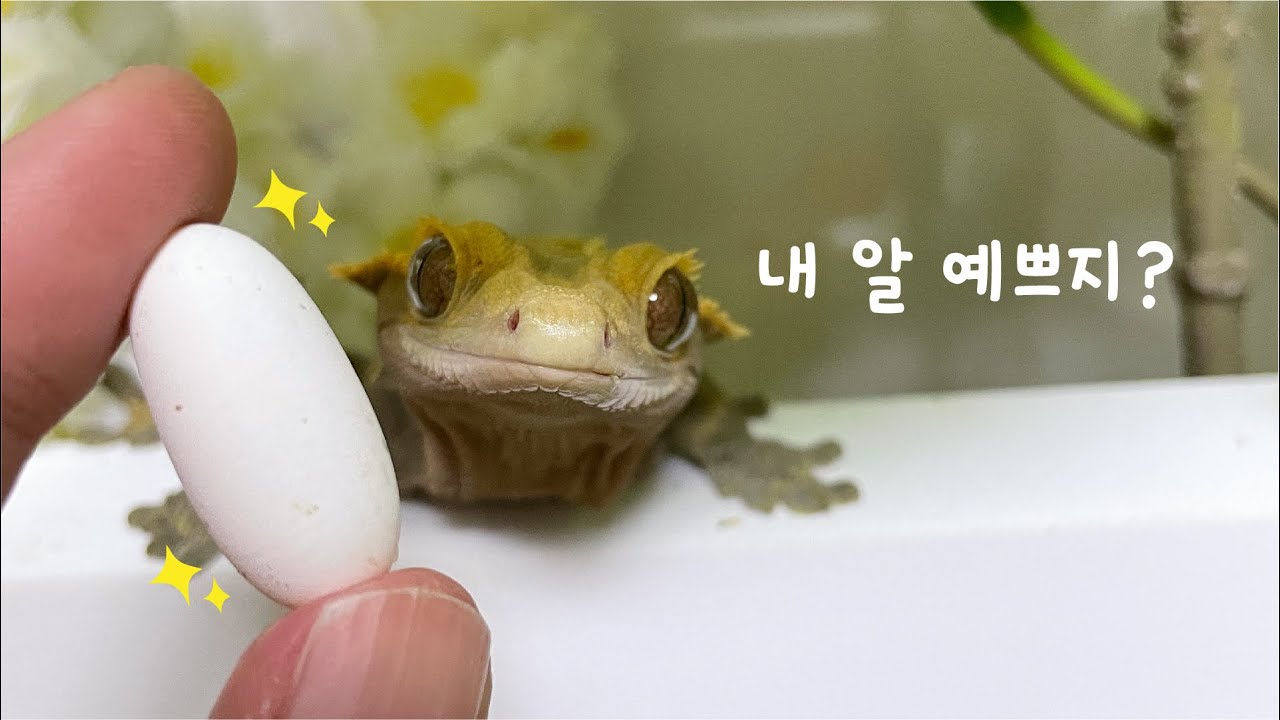 알 낳아쩌