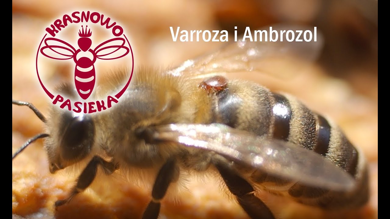 Pszczoły. Varroza. Kwasy organiczne