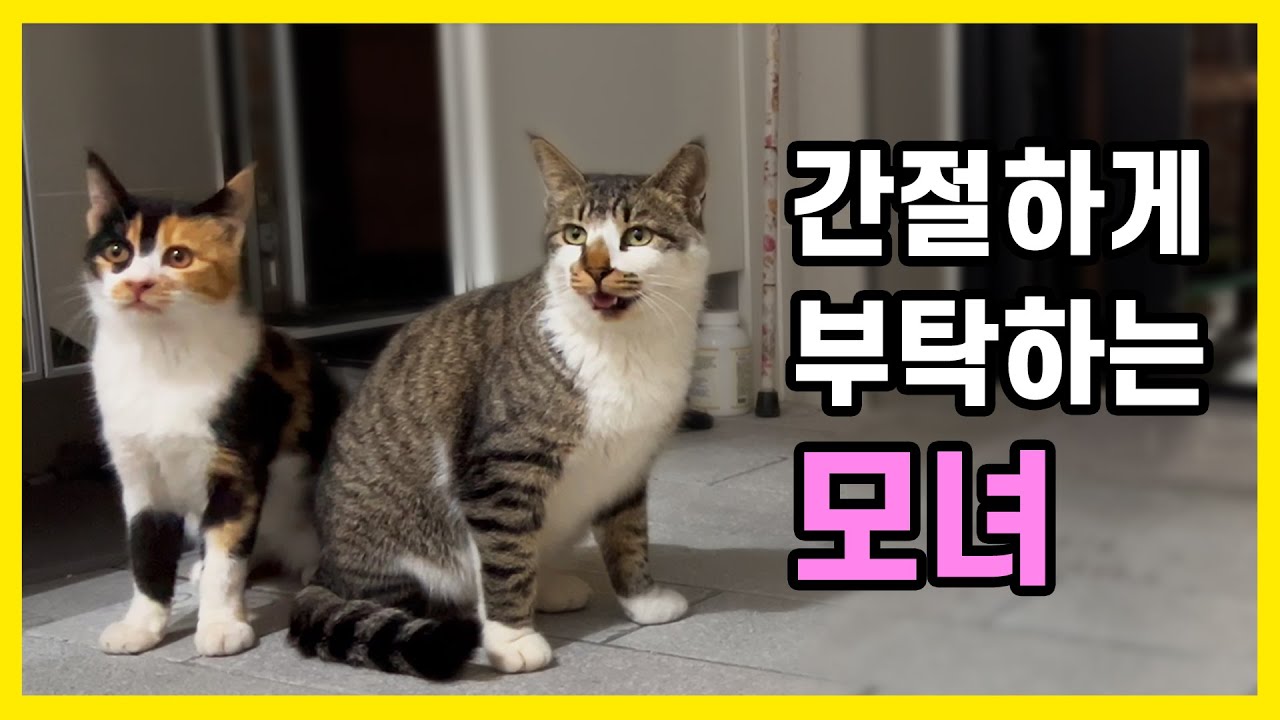 눈이 펑펑 오는 추운 겨울, 문 좀 열어달라고 부탁하는 길고양이 모녀는 결국..