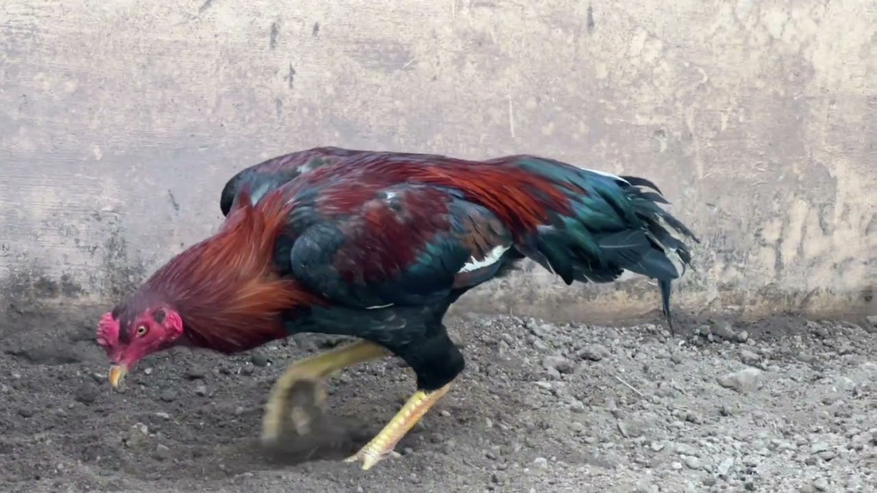 Home breed Aseel pathay ka shoq --