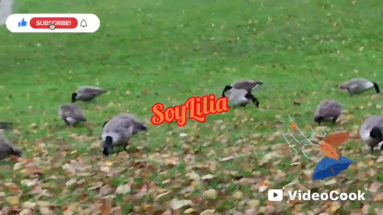 Quels sont les avantages de l'automne ? | Why is autumn special? | ¿Porque amar el otoño? #soylilia 