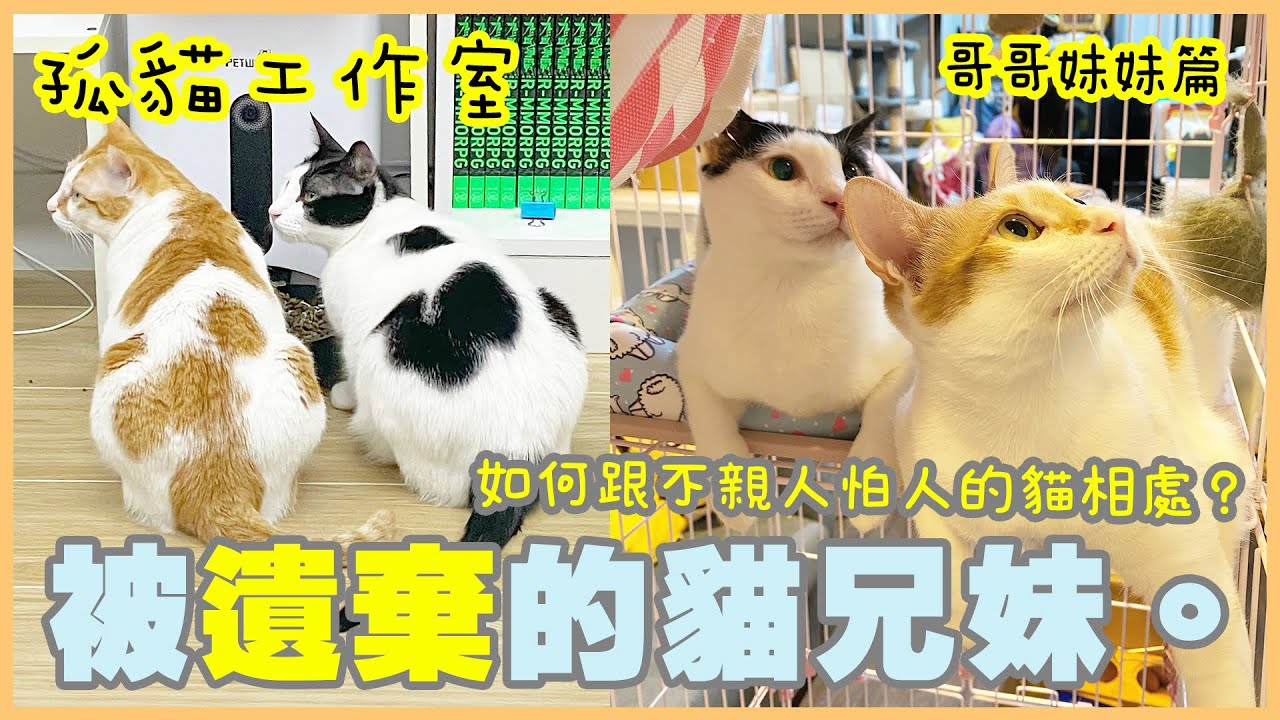 【孤貓工作室】之哥哥妹妹篇－被遺棄的貓兄妹(如何跟不親人怕人的貓相處？)