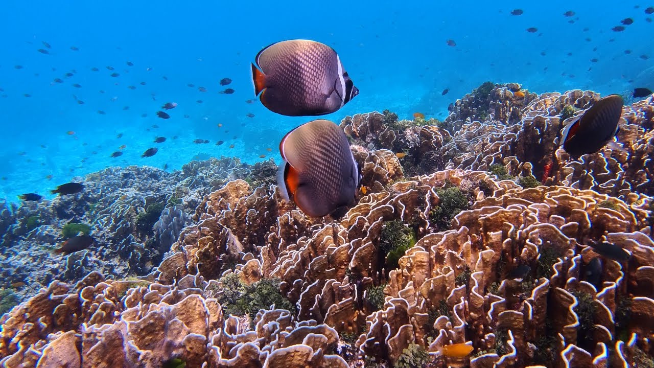 20250426 / 태국 푸켓 시밀란 섬 투어 / 스노클링 천국!