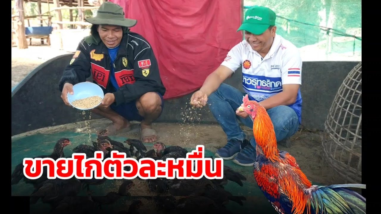 นายฮ้อยหันมาเลี้ยงไก่ บางตัวขายได้ถึงตัวละหมื่น #ฟาร์มวัว #เกษตรพอเพียง #ไก่กีฬา