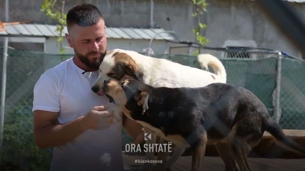 Ora 7 - Lulzim Prenku dhe 300 qenët e tij