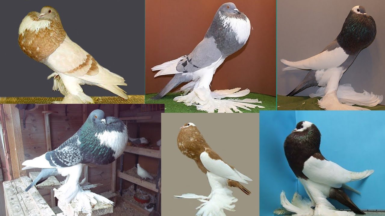 Gubara Kabootar ka bohat bara farm | Balloon Pigeon Biggest Farm | gubara kabootar price in pakistan