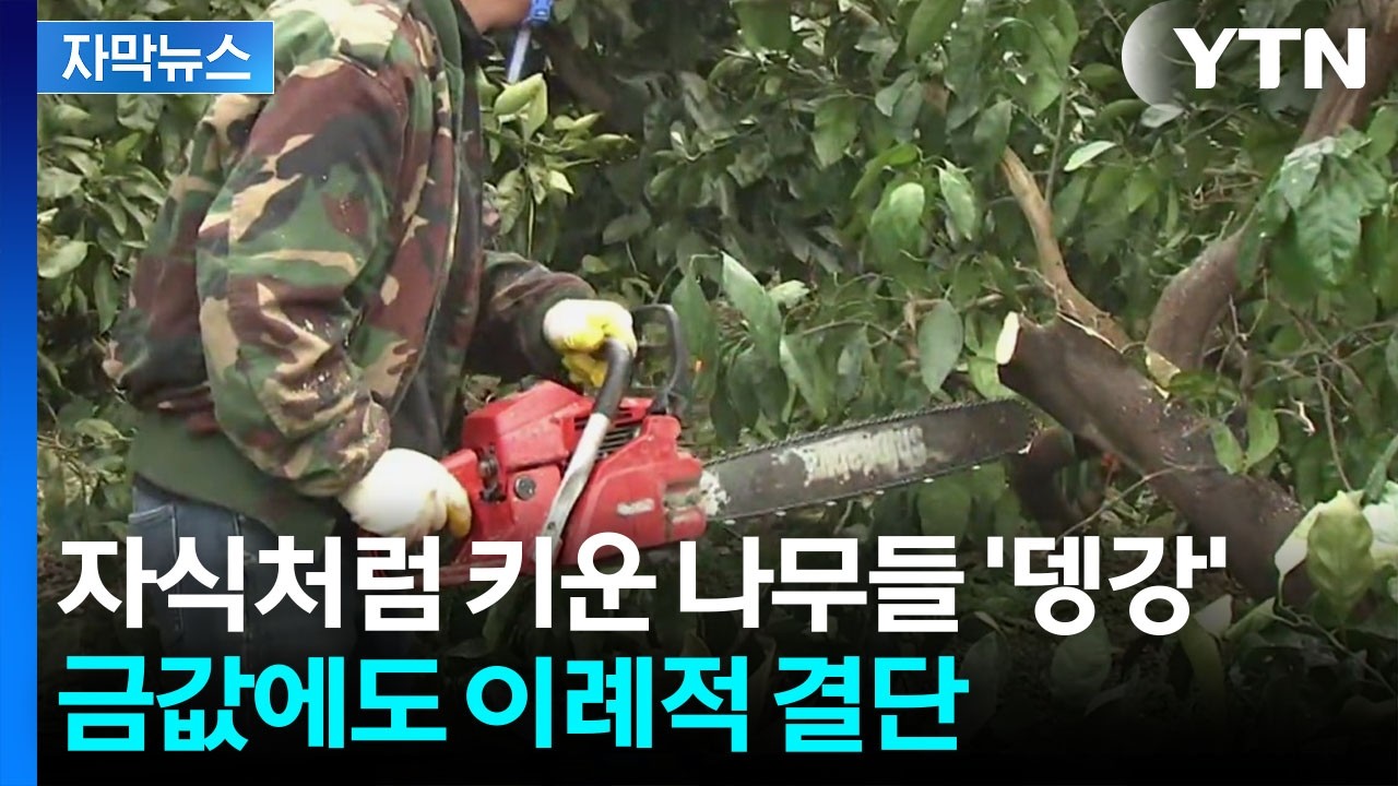 [자막뉴스] 30년 넘게 자란 나무들 절단내는 상황...제주도 농가의 결단 / YTN