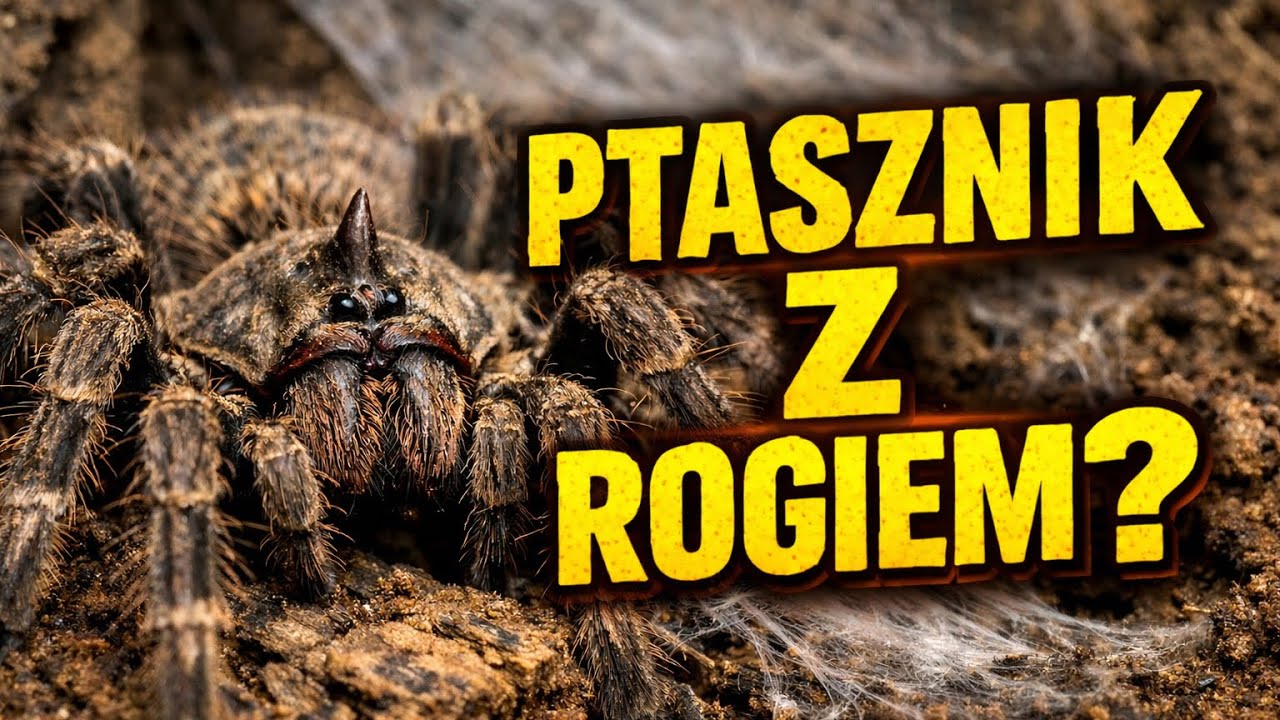 NOWE PUSTYNNE TERRARIUM DLA CERATOGYRUS DARLINGI‼️‼️