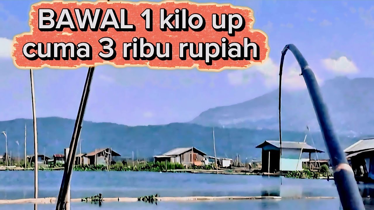 Bawal mbak etik // spot mancing rawa pening