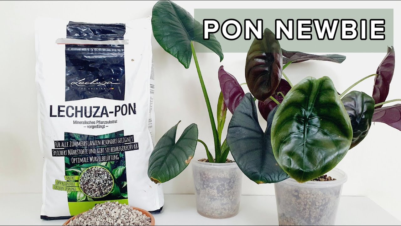 My Lechuza Pon Experience | Conversion from Soil to Pon