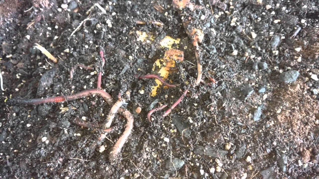 WORM FARMING with ClosetFarmer: Herb-n Farmer TIPS & TRICKS!