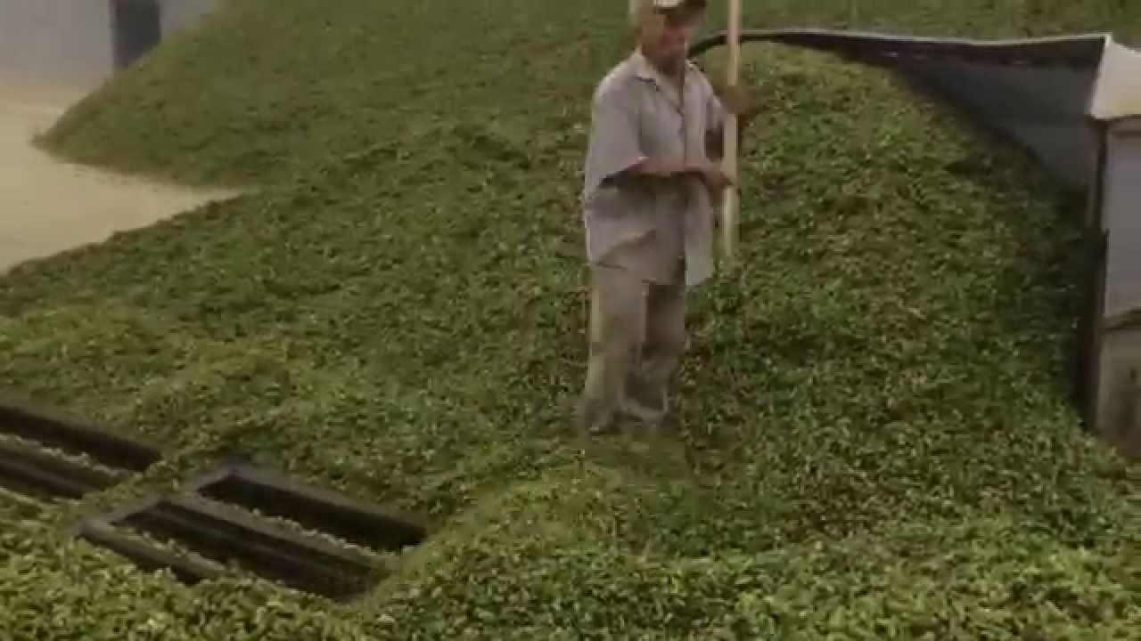 Raking Dry Hops at Loftus Ranches