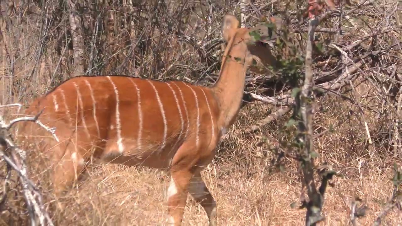 Kruger National Park: Kudu Pair in Bush