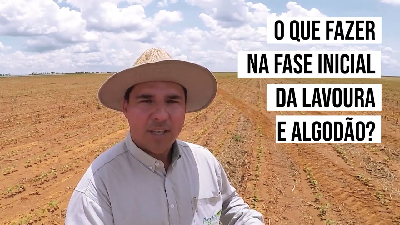 Algodoeiro - Fase 1 - Websérie 100% Algodão