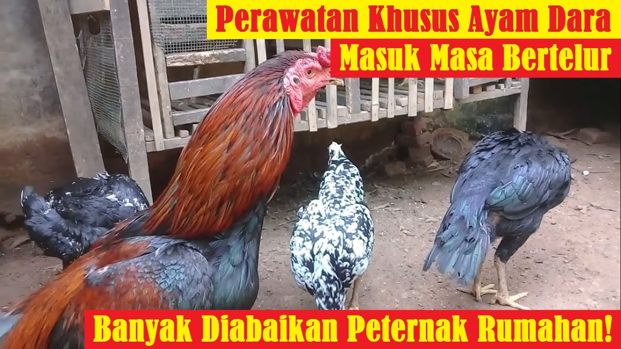 Cara Merawat Ayam Dara Agar Cepat Bertelur | Banyak Diabaikan Peternak Rumahan!