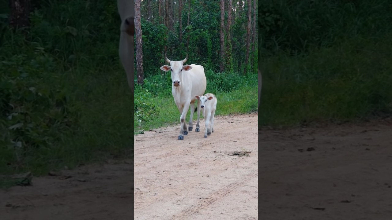 cow mooing