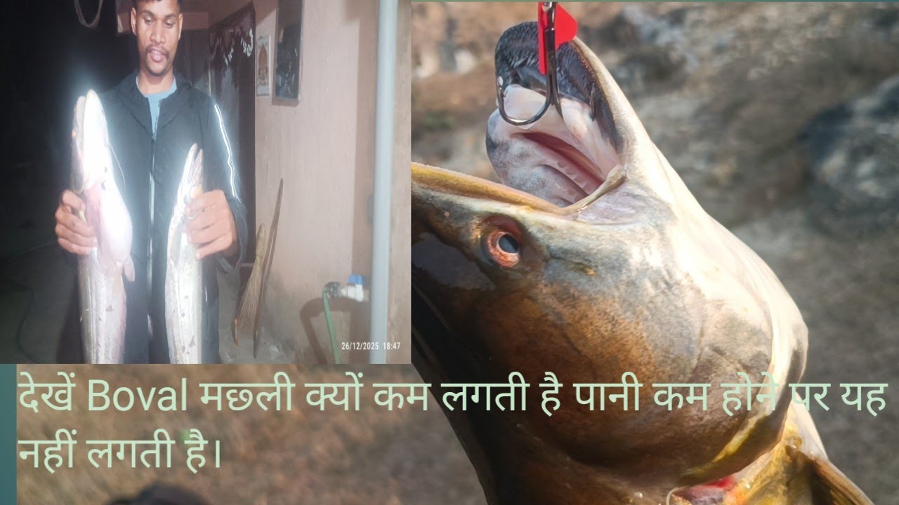 देखें Boval मछ्ली क्यों कम लगती है पानी कम होने पर।यह नहीं लगती।BSM River Safari YouTube channel में