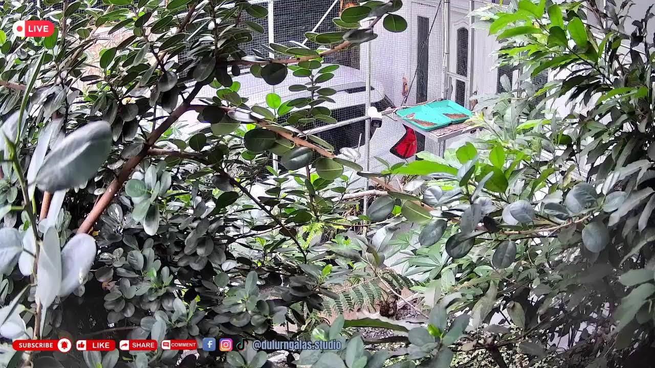 Kandang Burung Online