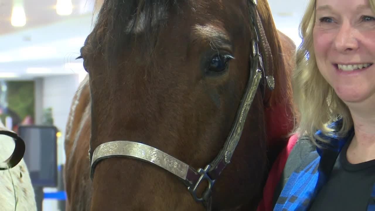 Lucky Stables horses helped ATW announce new nonstop flight