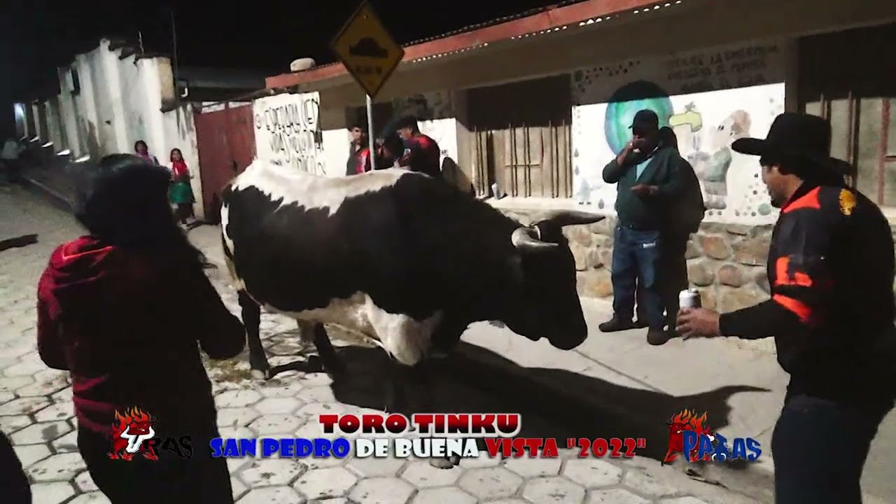 Toro Tinku San Pedro de Buena Vista 2022