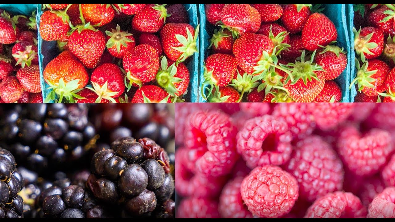 Growing Small Fruit in Southern Maryland: Keys to Success