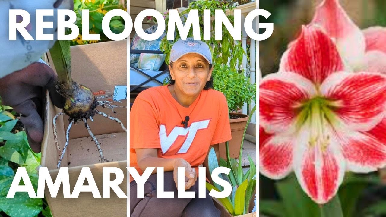 Get Amaryllis to Rebloom | How To Place Amaryllis Bulbs Into Dormancy