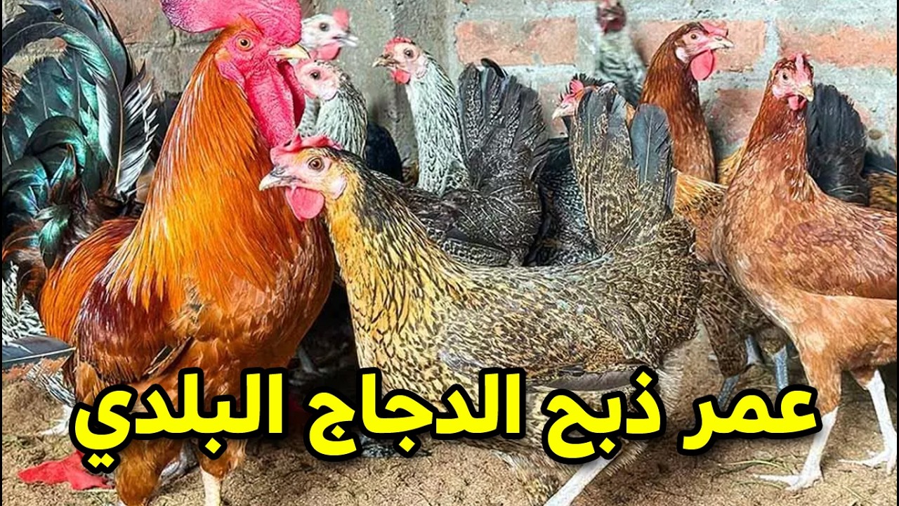 أوعى تذبح قبل ما تشوف الفيديو ده!  العمر المثالي لذبح البلدي وعلامات 'الفرخة المستوية'