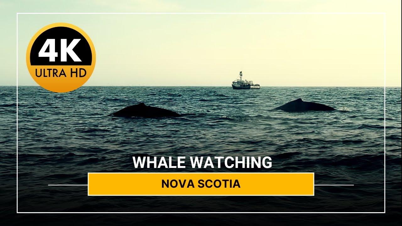 Whale Watching - Bay of Fundy by Freeport Nova Scotia
