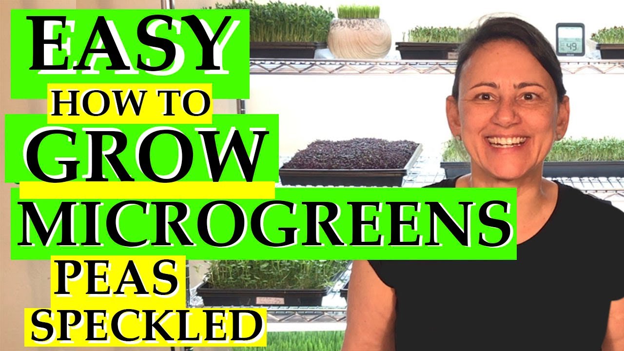 HOW TO GROW MICROGREENS || PEAS - SPECKLED || Step by Step Guide
