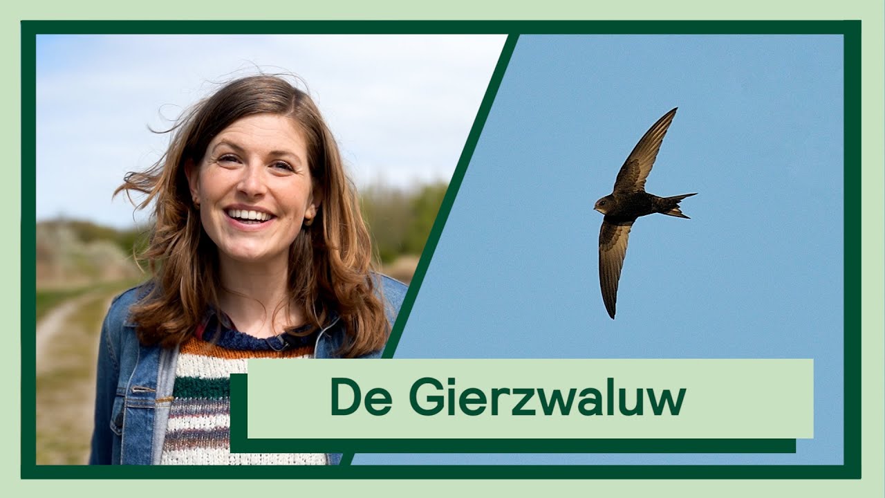 De Gierzwaluw | Uitvogelen met Camilla