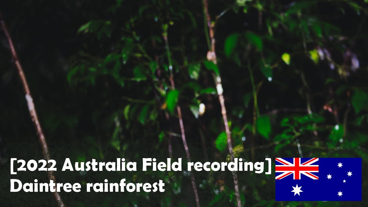 デインツリーレインフォレスト0　雨の音 | [2023 オーストラリア　フィールドレコーディング] / Australia Daintree Rainforest field recording