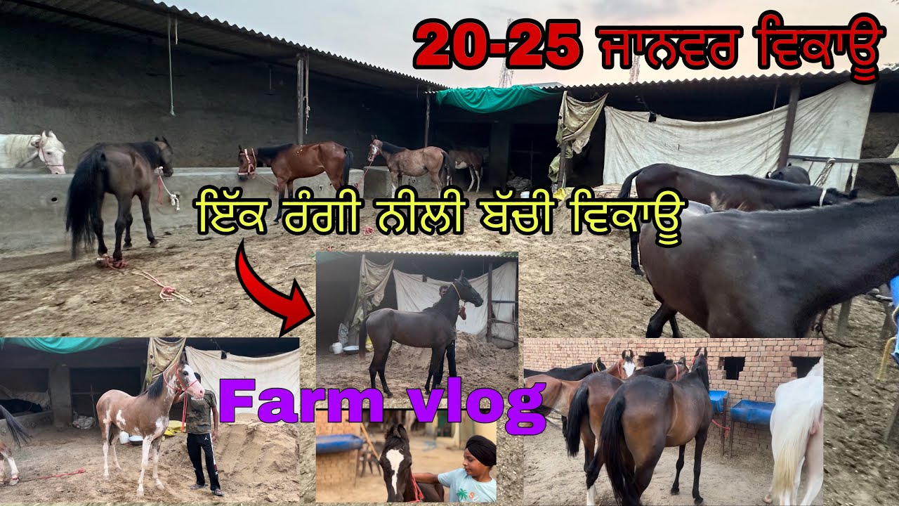ਸਾਰੇ ਰੇਟਾ ਦੇ ਜਾਨਵਰ ਵਿਕਾਊ ਨਿੱਕੇ ਤੋ ਵੱਡੇ ਜਾਨਵਰ ਤੱਕ