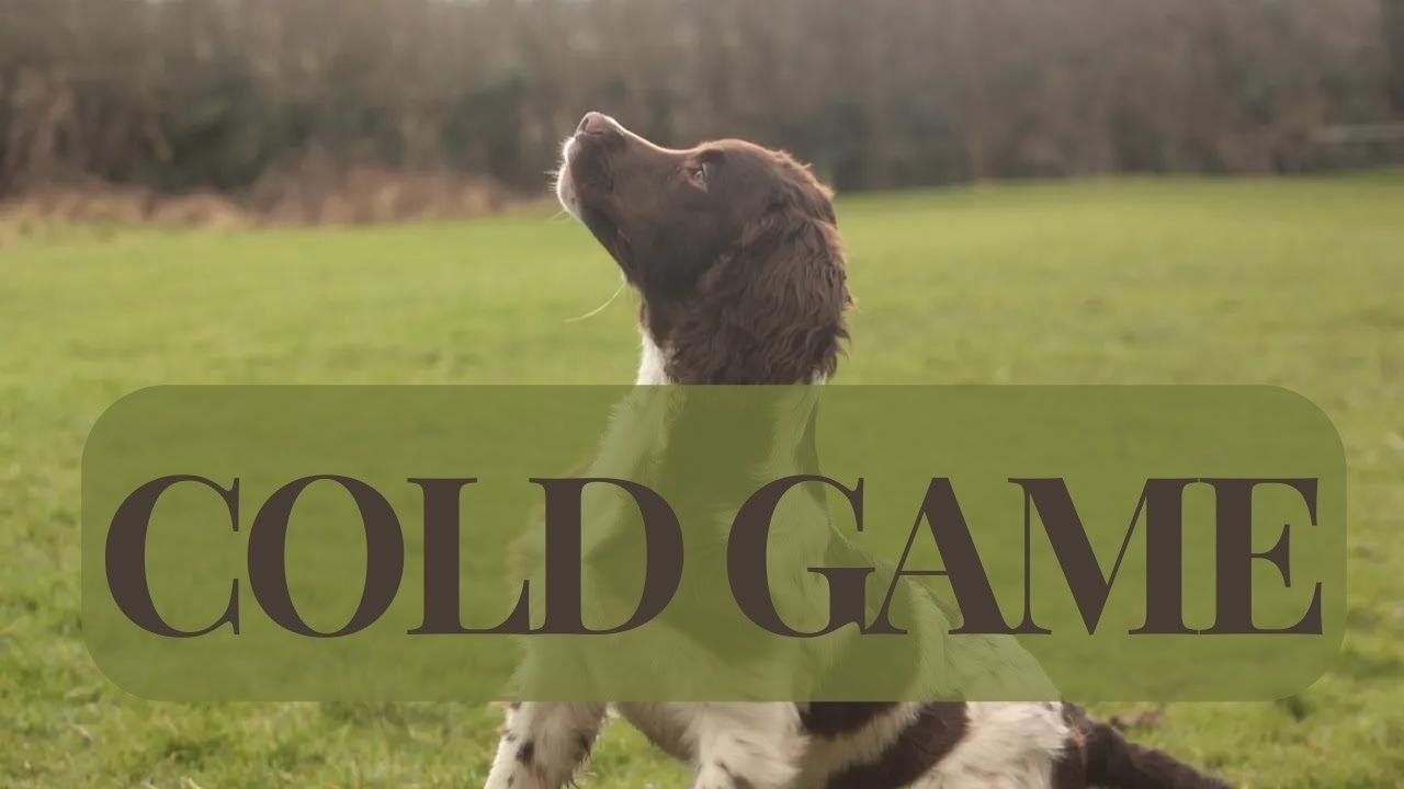 Introducing Springer Spaniel to Cold Game 🦆