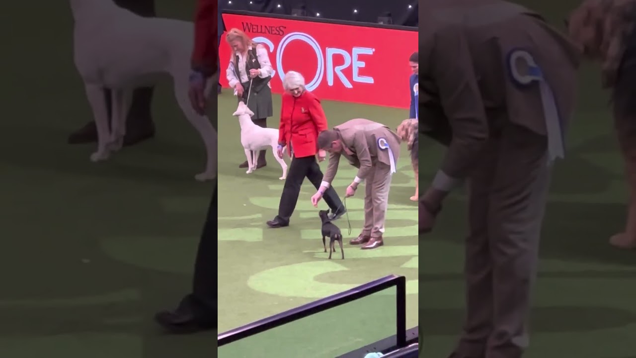 Vulnerable Breed Competition Finals Crufts 2023