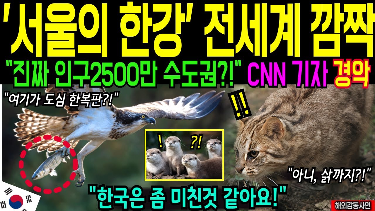 CNN 시청률 초대박 전세계가 충격 받은 한국의 서울 한강 생태 다큐멘터리 [해외감동사연]