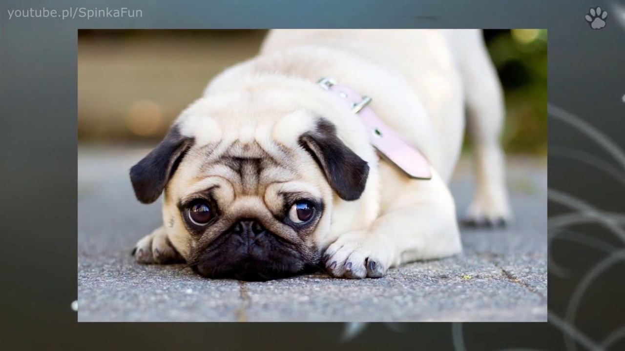 10 Najmniejszych ps&oacute;w świata | SpinkaFun