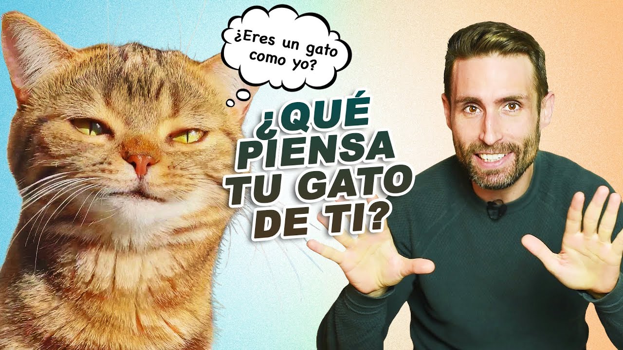 ¿QUÉ PIENSA TU GATO DE TI y cómo se siente contigo? 😸⁉️👱🏼‍♂️👩🏾| ¿Tu gato cree que eres un gato?