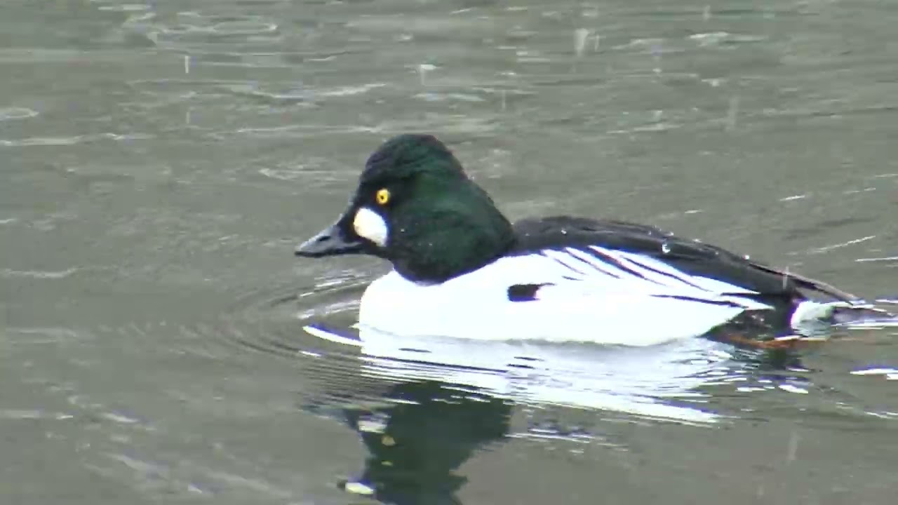 苫小牧演習林探鳥2012
