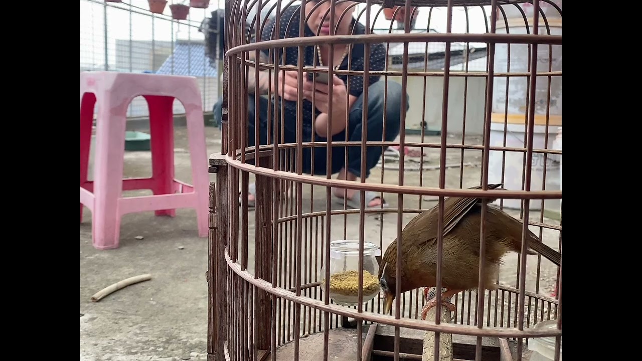 Hót tốt và dìu mộc bổi lỡ mau lên lửa 