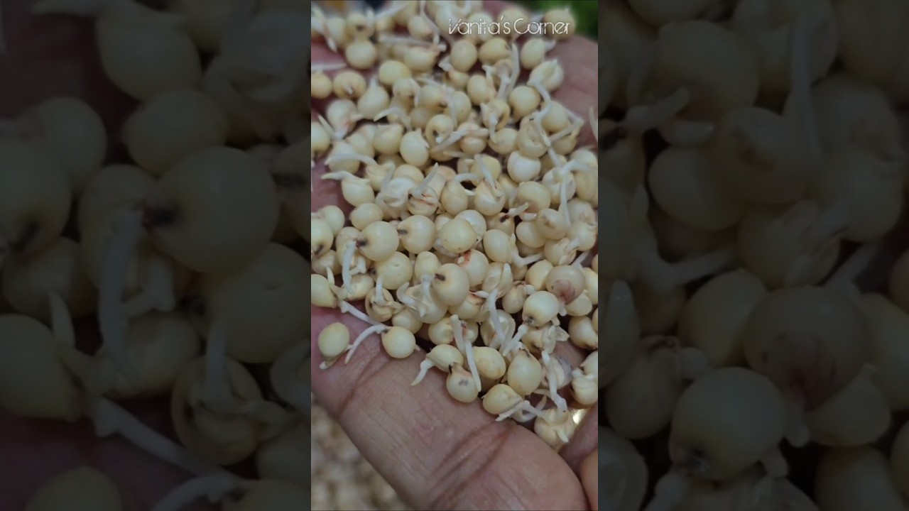 How to sprout Jowar | Sprouting of Sorghum | #shorts | Vanita's Corner