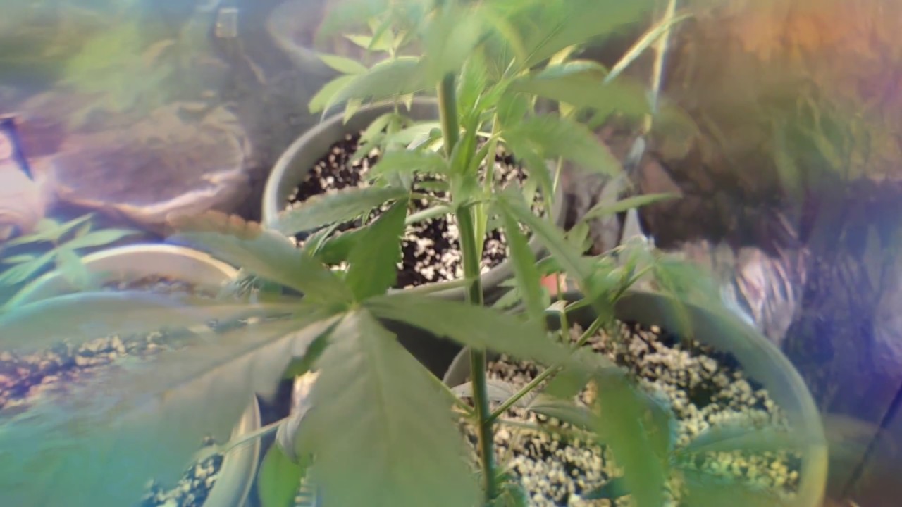 Bagseed cannabis grow cfl lights update
