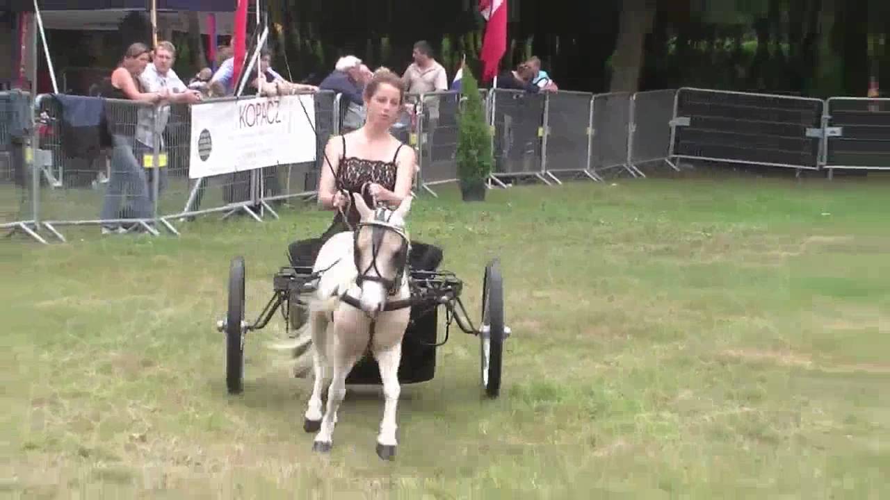 Driving miniature horses