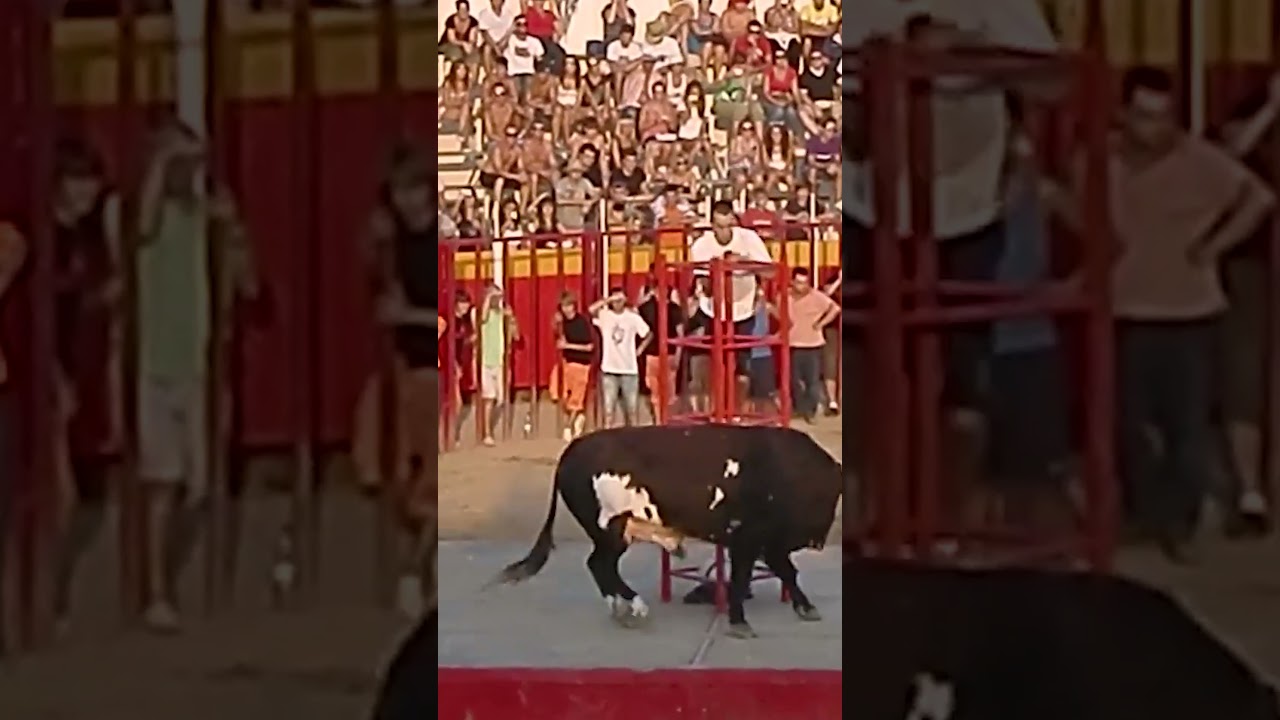 😱 TORO RATON 😱 El TORO m&aacute;s PELIGROSO del MUNDO!