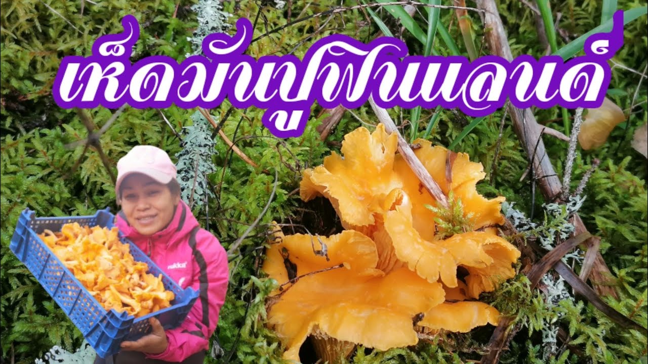 เก็บเห็ดมันปูฟินแลนด์ มีให้เก็บทุกวัน หมานๆ23.10.2020