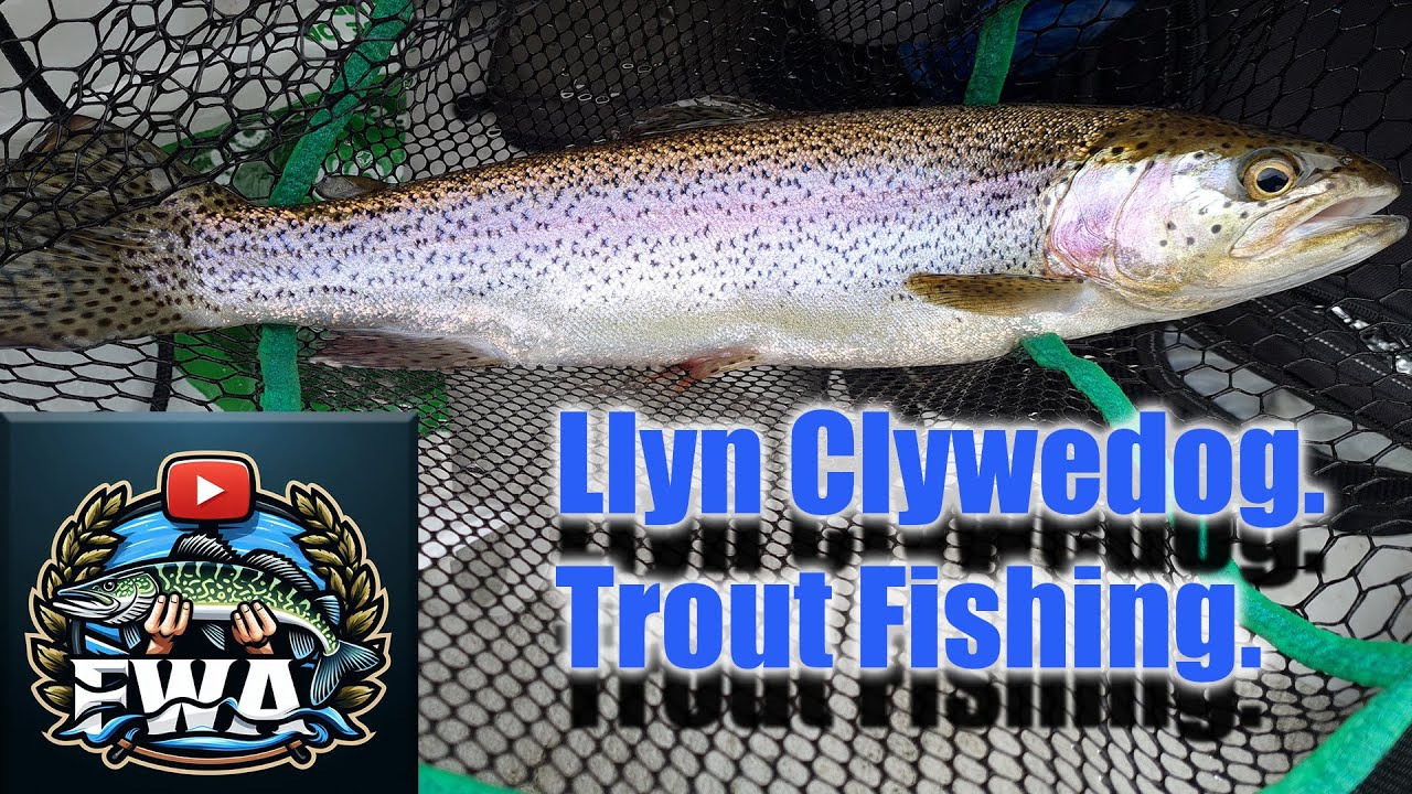 Fly fishing for trout, Clywedog damm (Llyn Clywedog). Mid Wales (UK) March 2024.